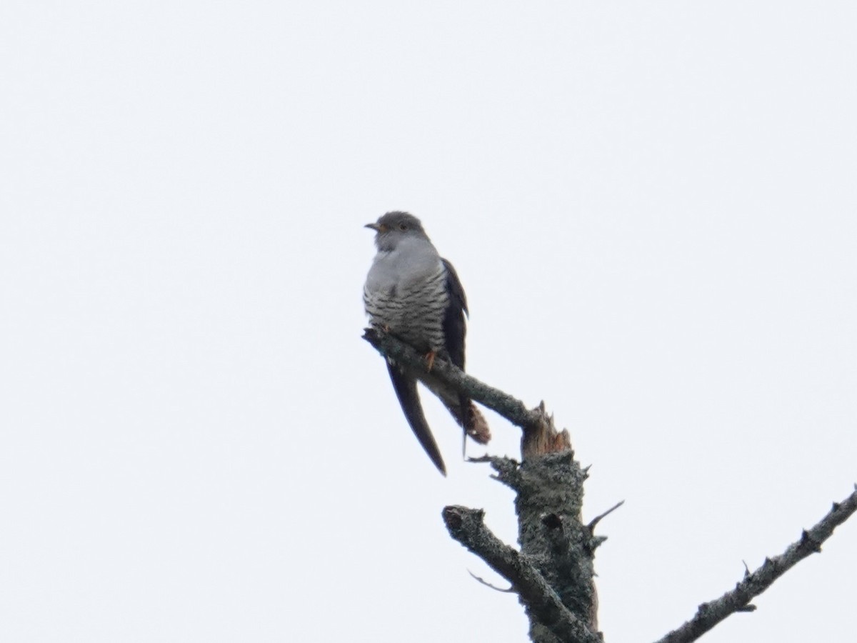 Oriental Cuckoo - ML620092589