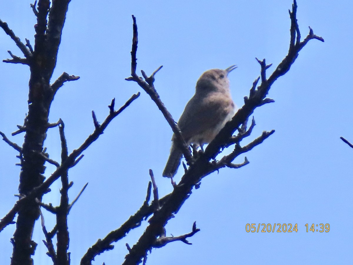 Rock Wren - ML620092600