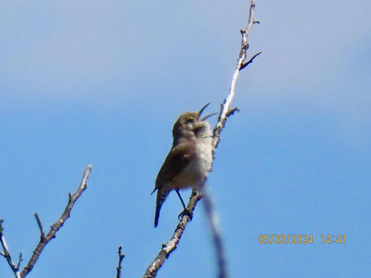 Rock Wren - ML620092601