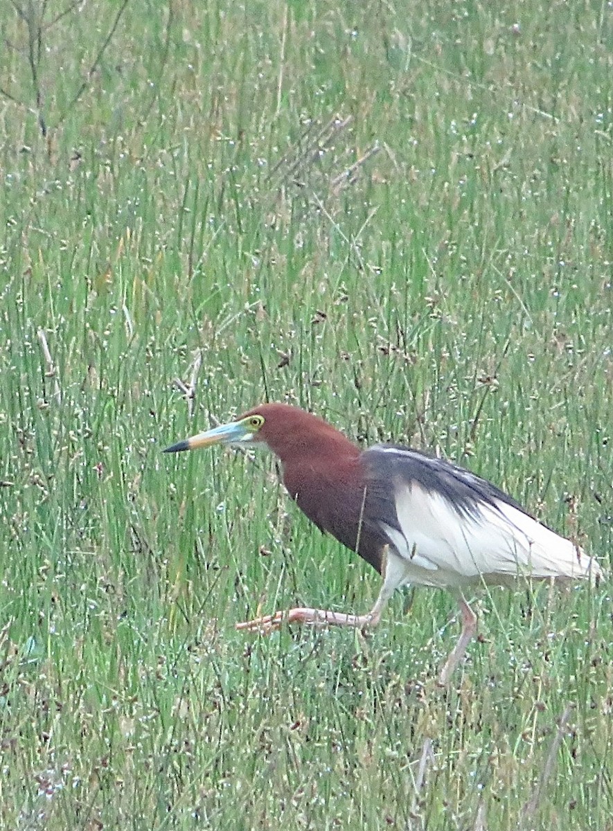 Chinese Pond-Heron - ML620092611
