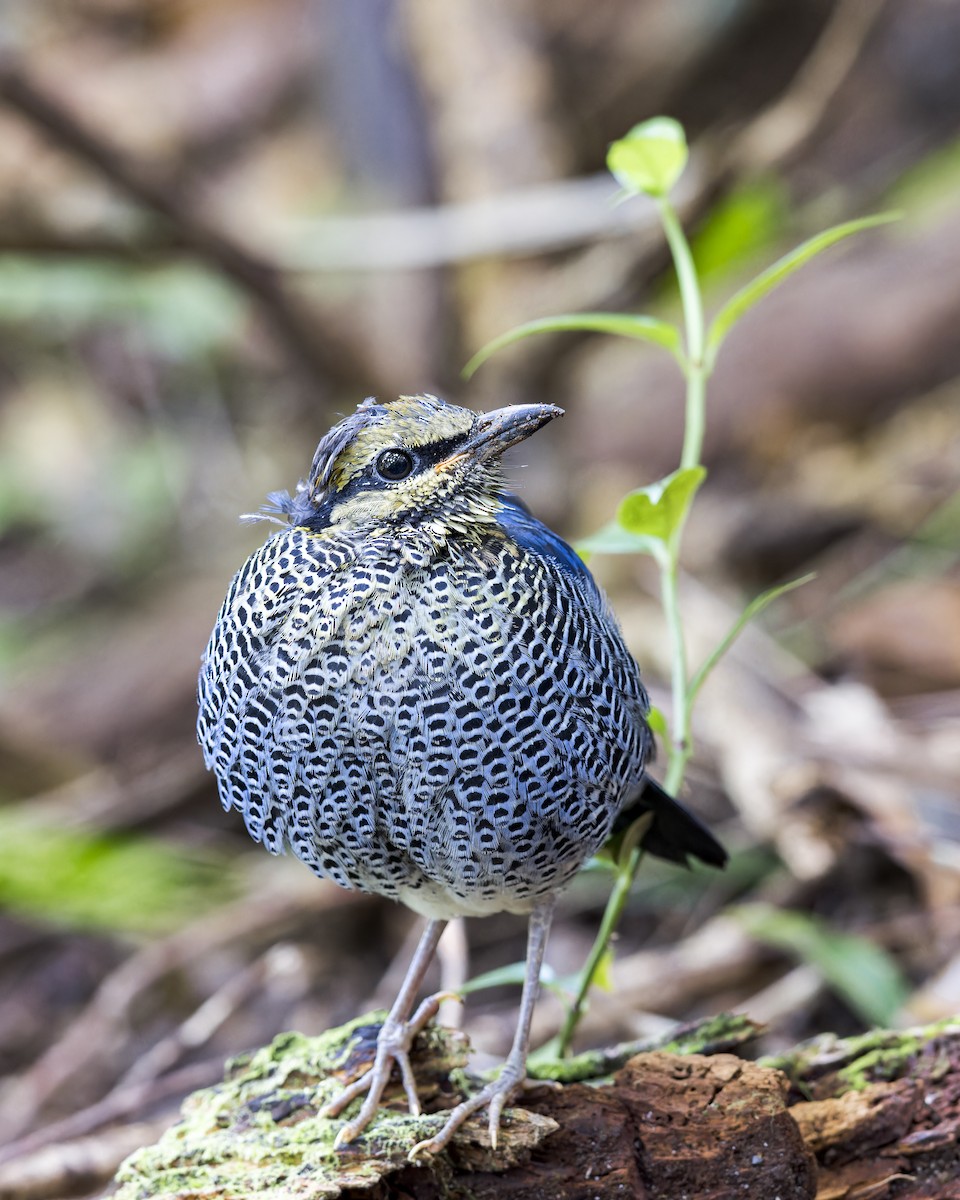 blåpitta - ML620092617