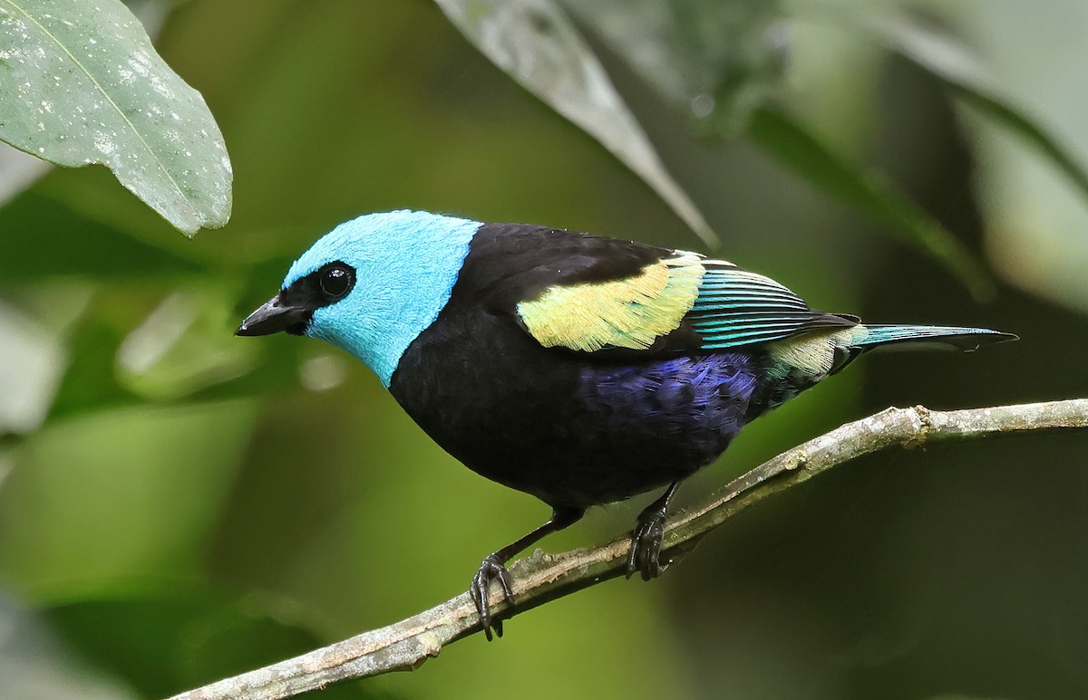 Blue-necked Tanager - ML620092626