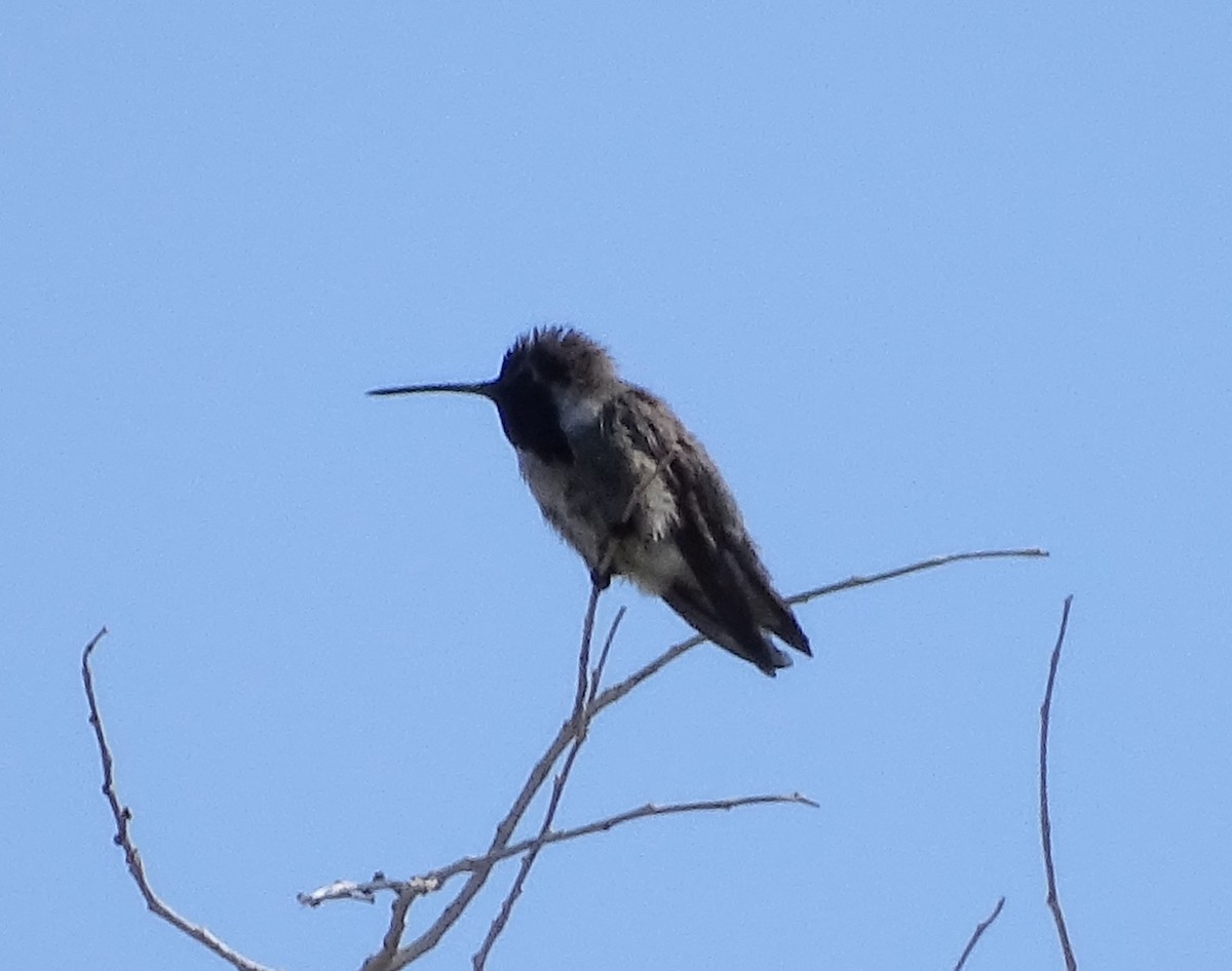 Costa's Hummingbird - ML620092627