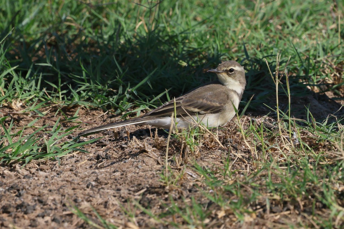 Cape Wagtail - ML620092631