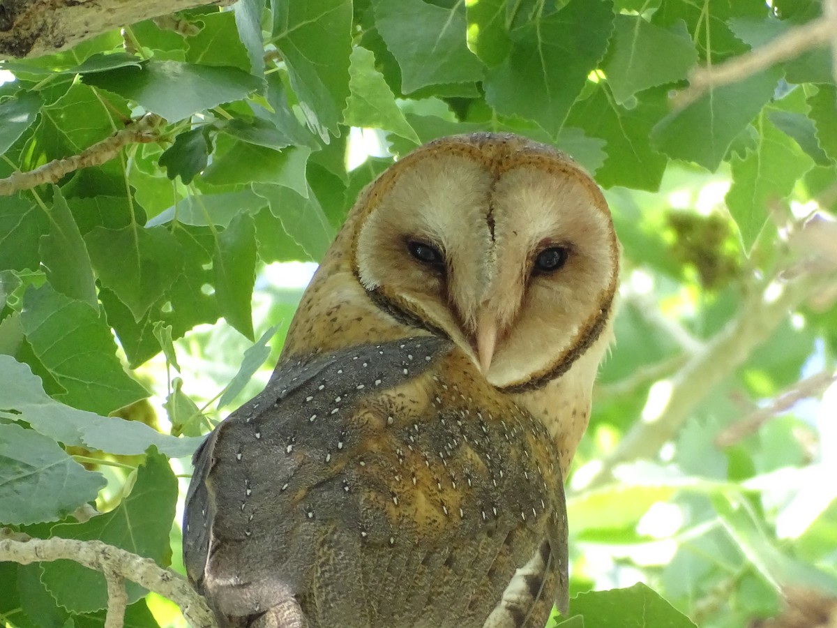 Barn Owl - ML620092638