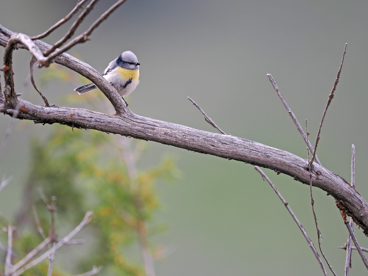 Azure Tit (Yellow-breasted) - ML620092644