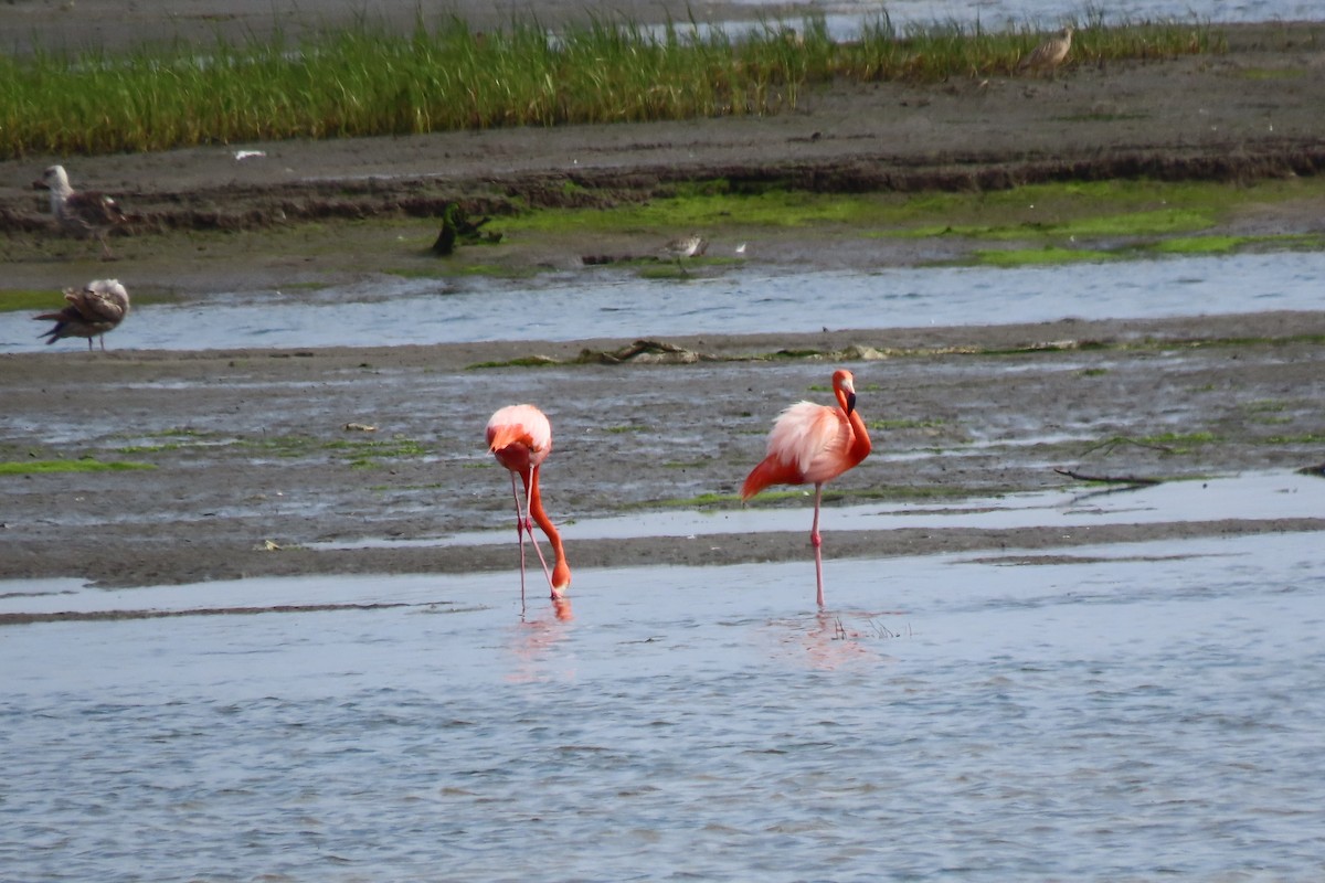 Amerika Flamingosu - ML620092651