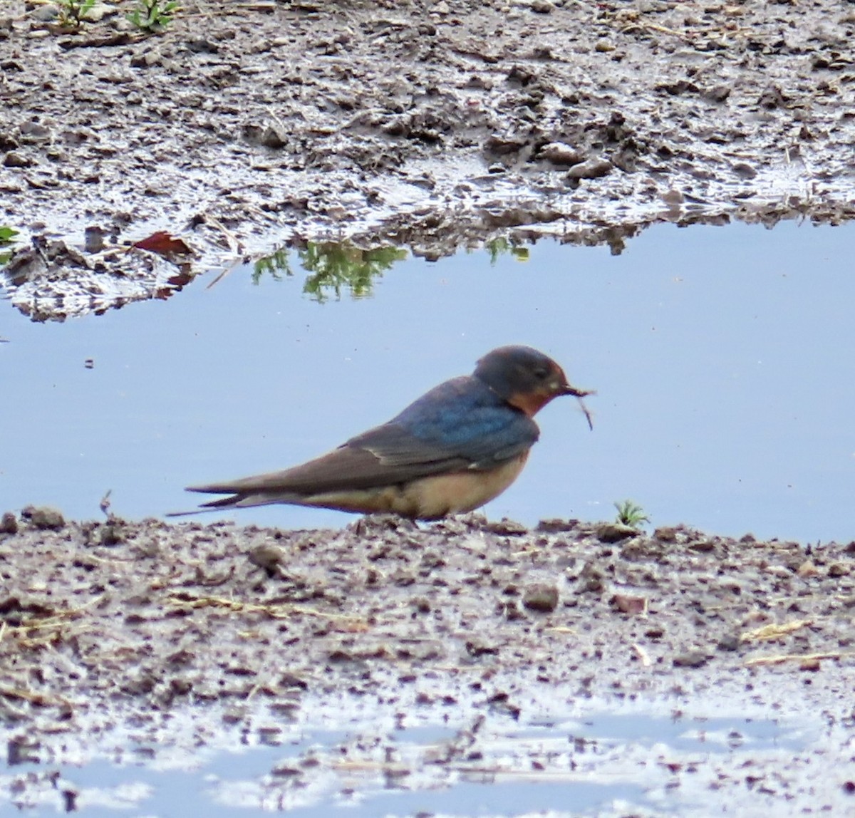 Barn Swallow - ML620092658