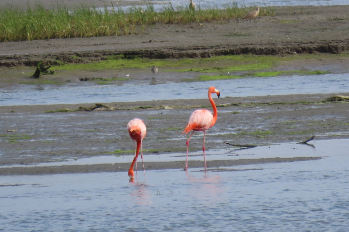 Amerika Flamingosu - ML620092661