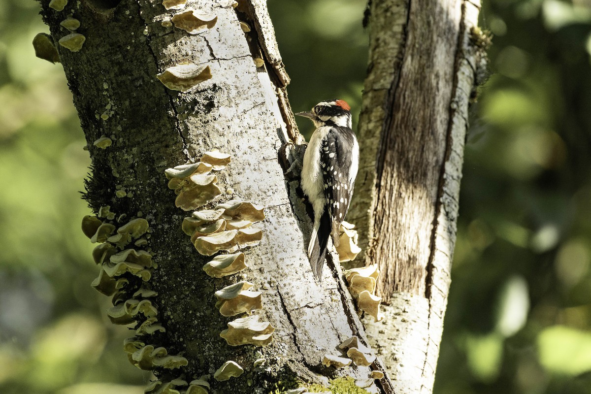 Downy Woodpecker - ML620092666