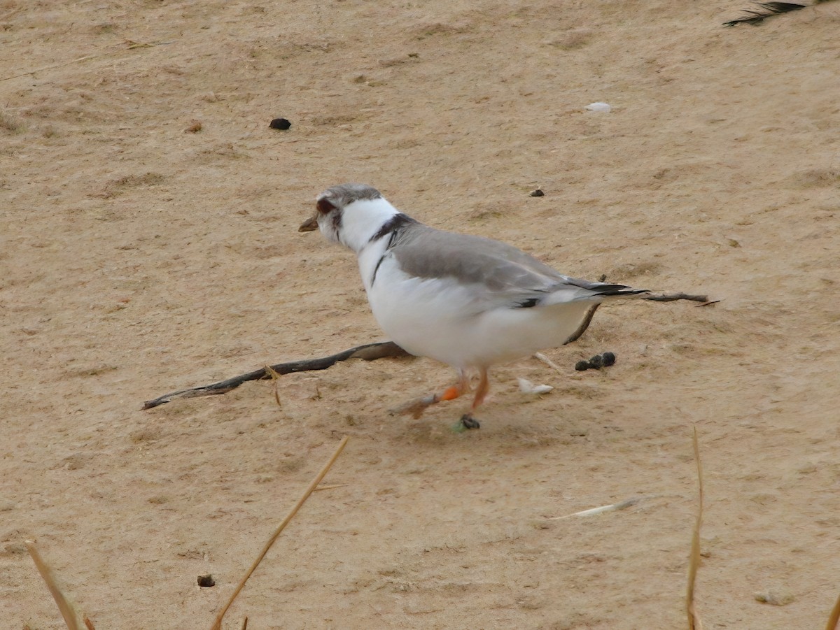 Hooded Plover - ML620092679