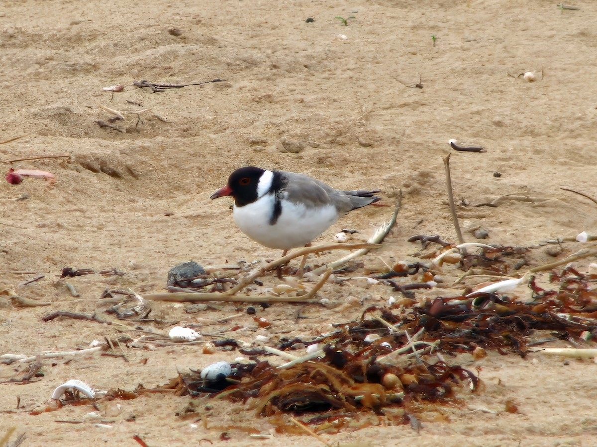 Hooded Plover - ML620092680