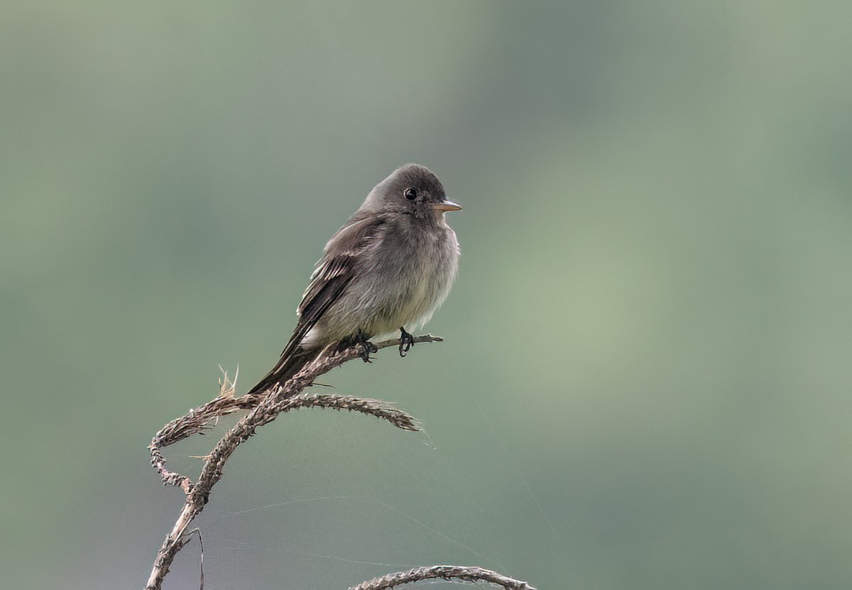 Eastern Wood-Pewee - ML620092686