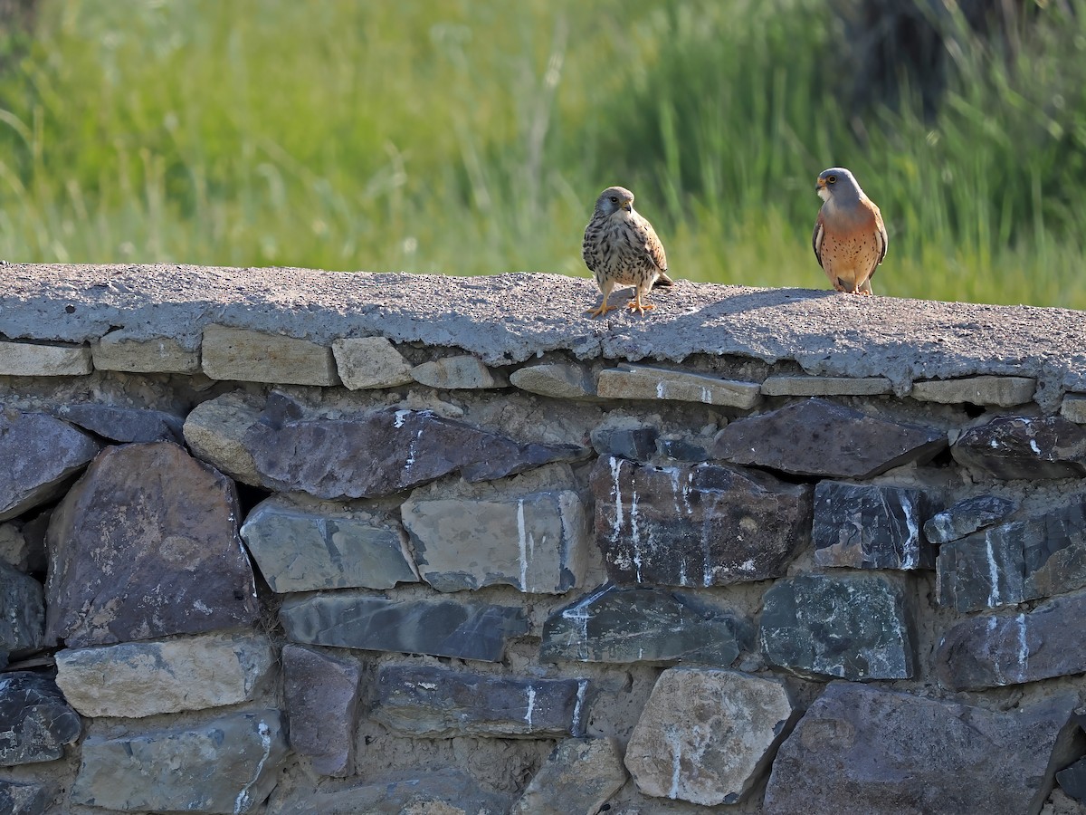 Lesser Kestrel - ML620092690