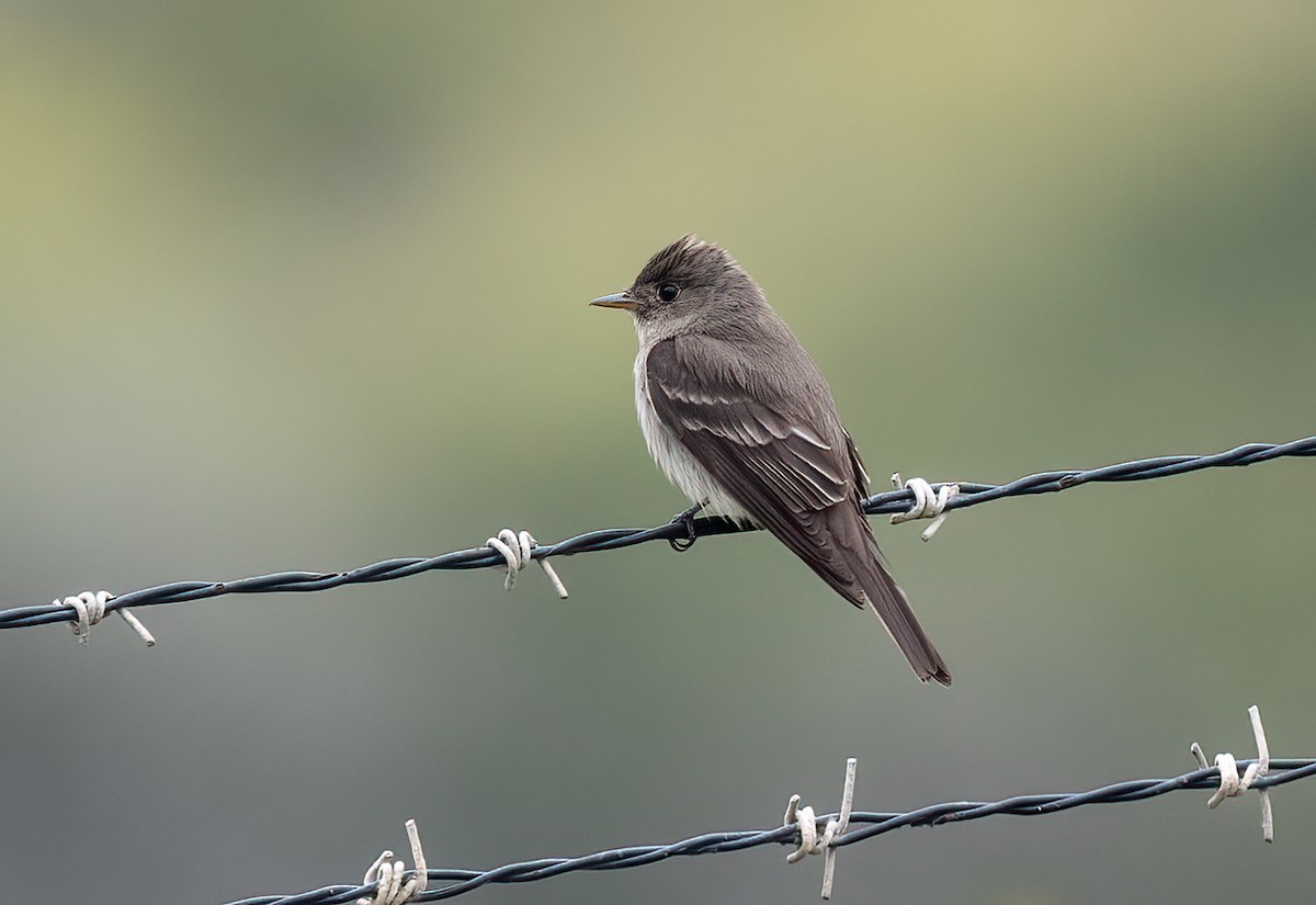 Eastern Wood-Pewee - ML620092693