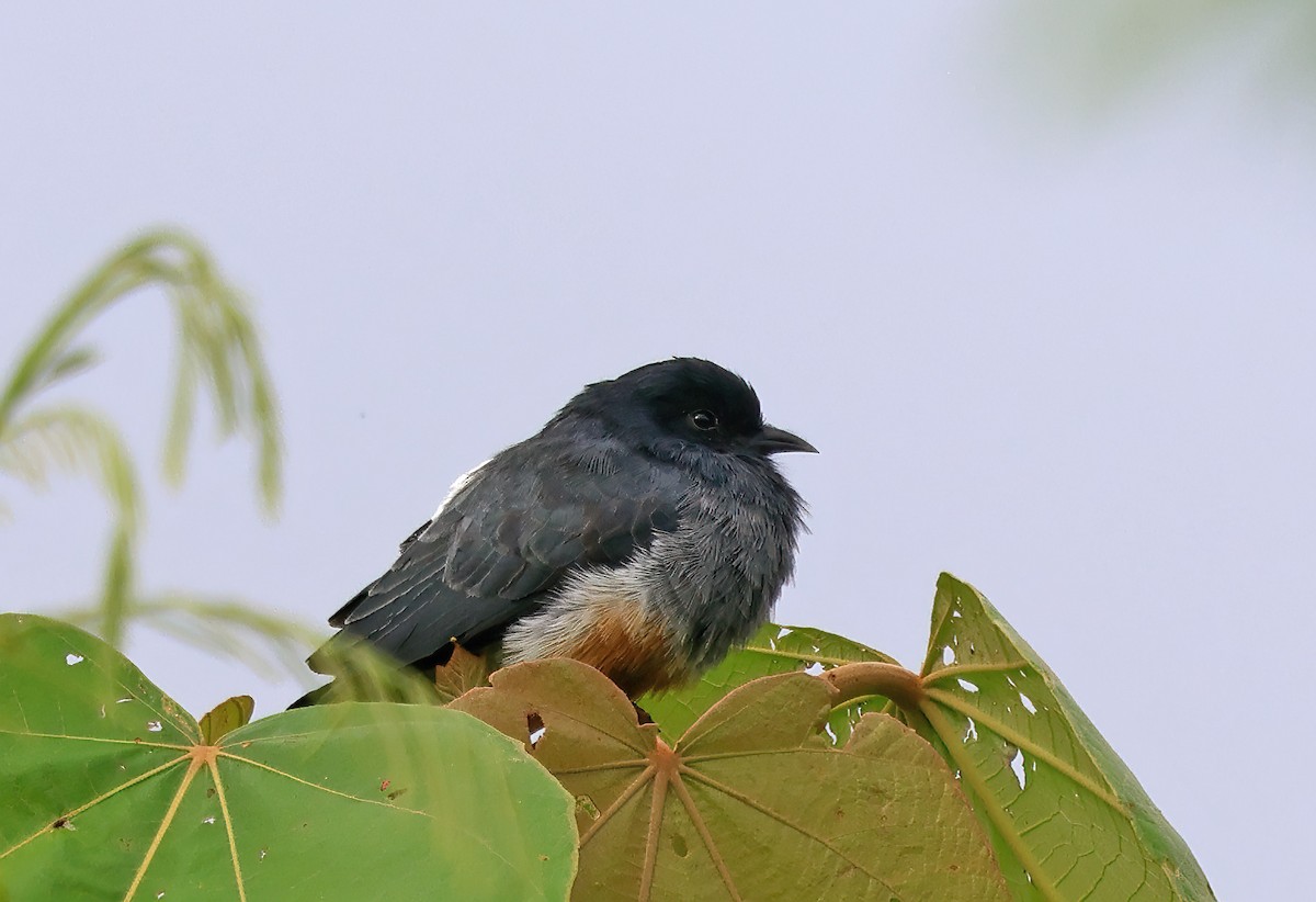 Swallow-winged Puffbird - Ad Konings