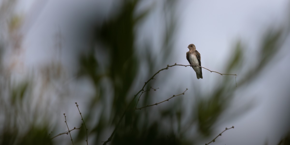 Northern Rough-winged Swallow - ML620092698