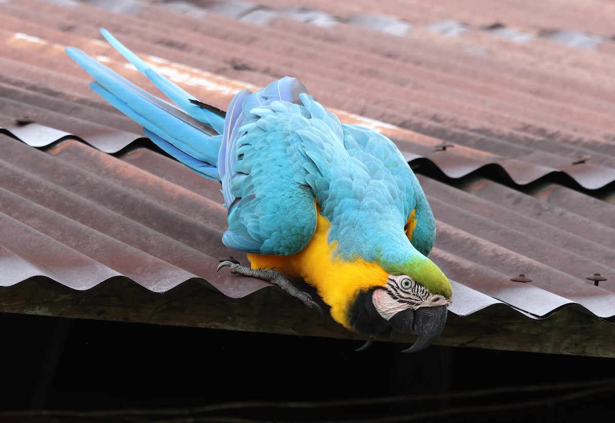 Blue-and-yellow Macaw - ML620092699
