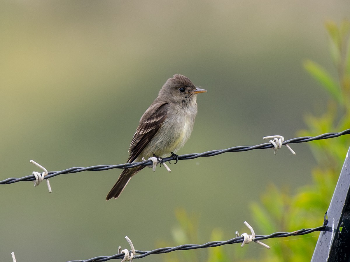 Eastern Wood-Pewee - ML620092703