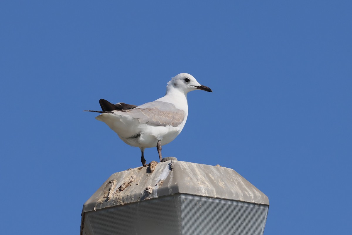 Hartlaub's Gull - ML620092707