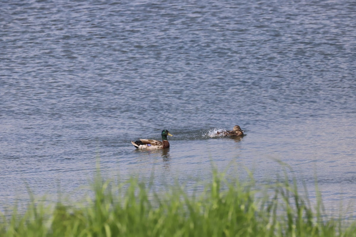 Canard colvert - ML620092708