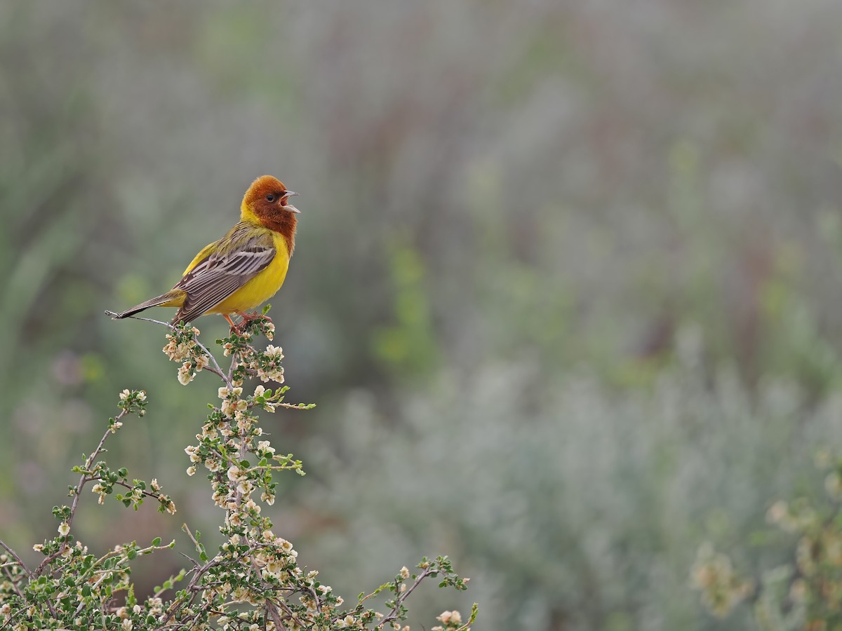 Red-headed Bunting - ML620092710
