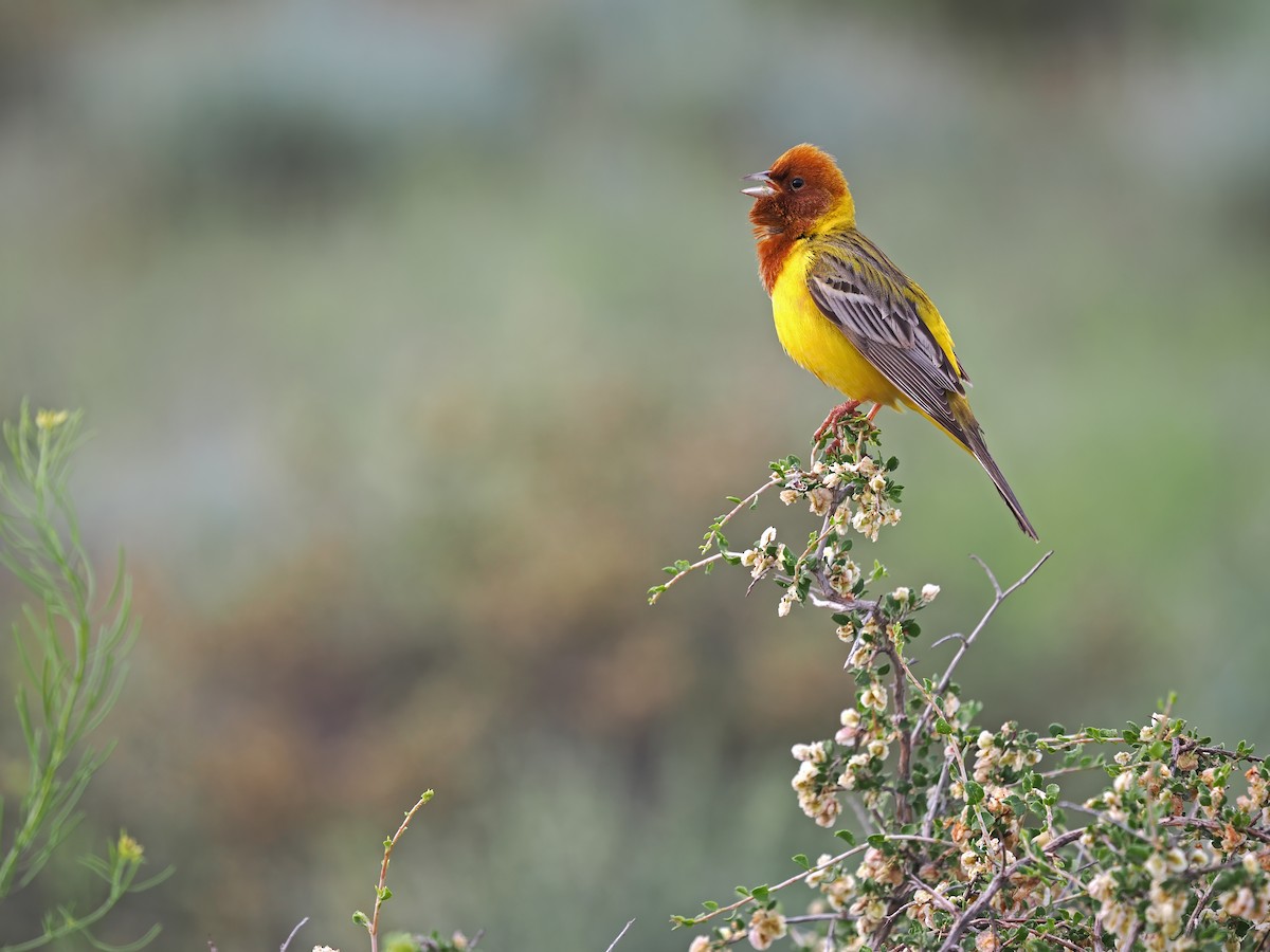 Red-headed Bunting - ML620092712