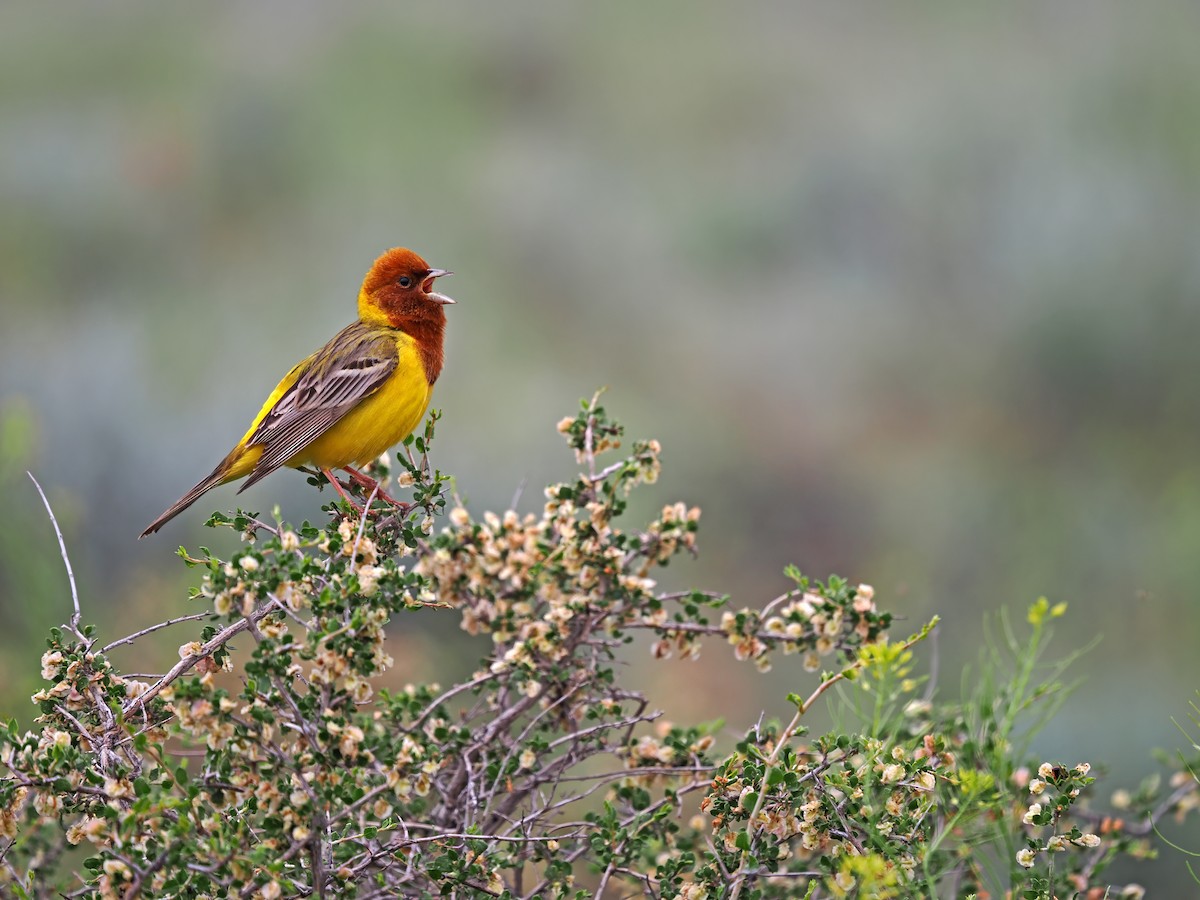 Red-headed Bunting - ML620092713