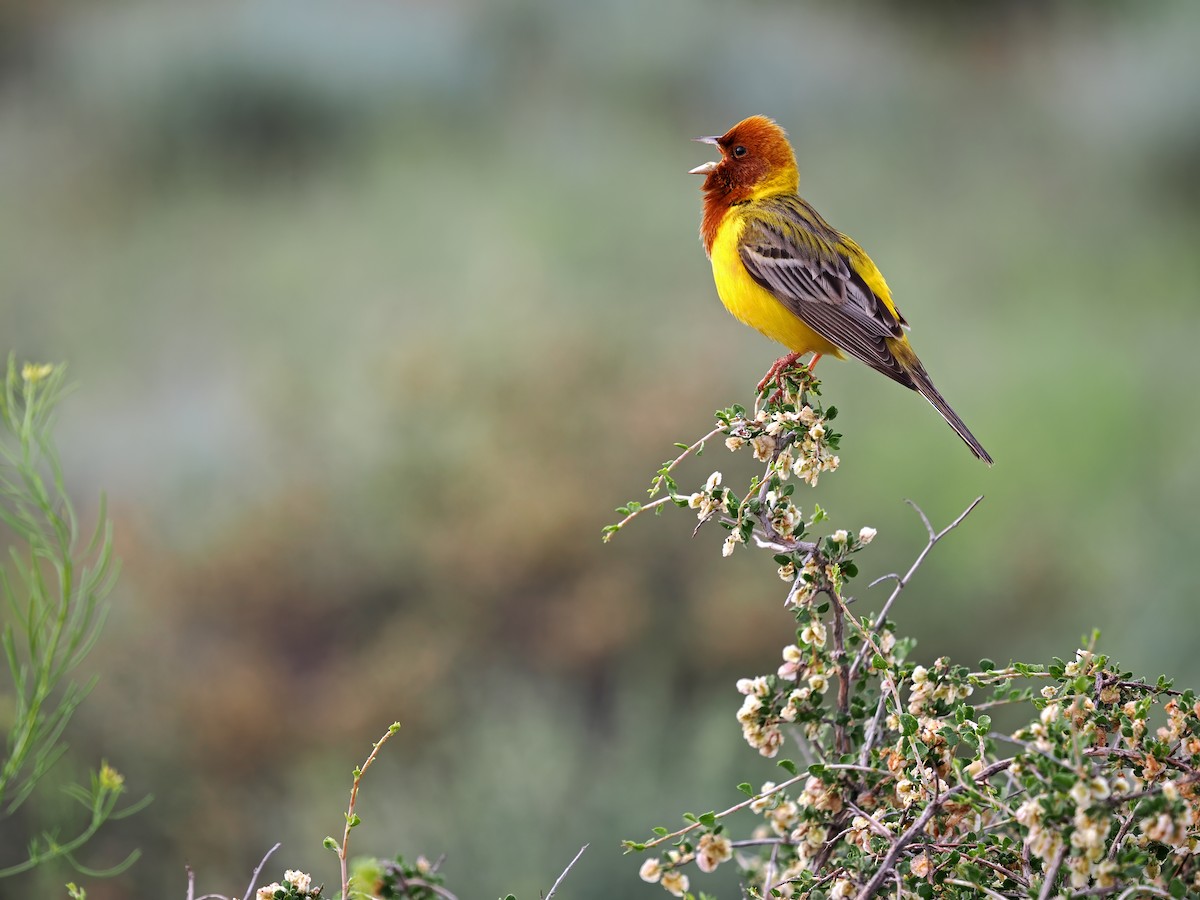 Red-headed Bunting - ML620092715