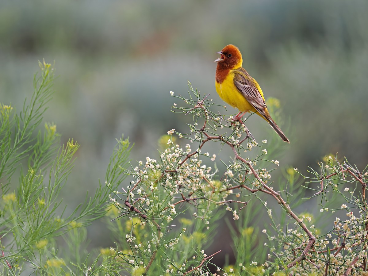 Red-headed Bunting - ML620092716