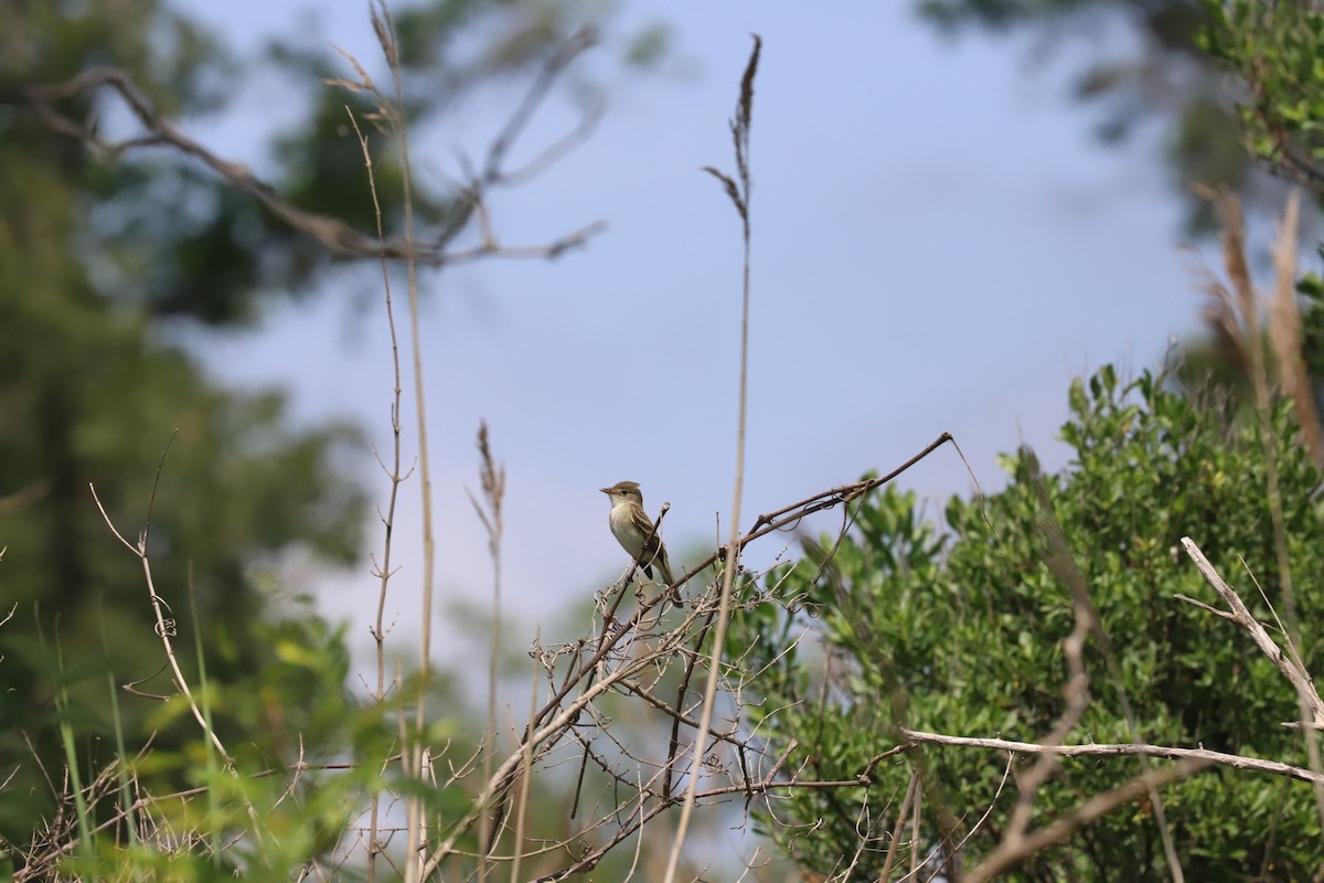 Willow Flycatcher - ML620092723