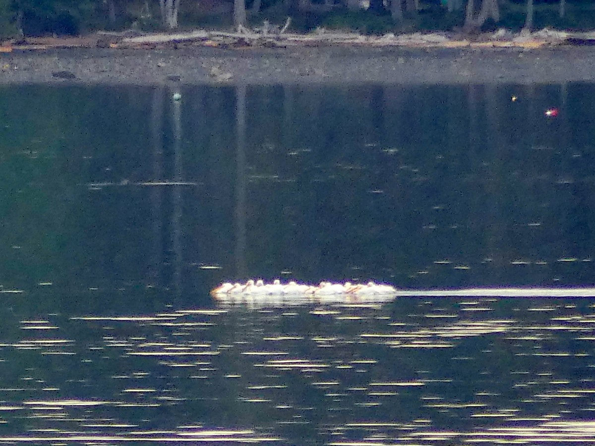 American White Pelican - ML620092726