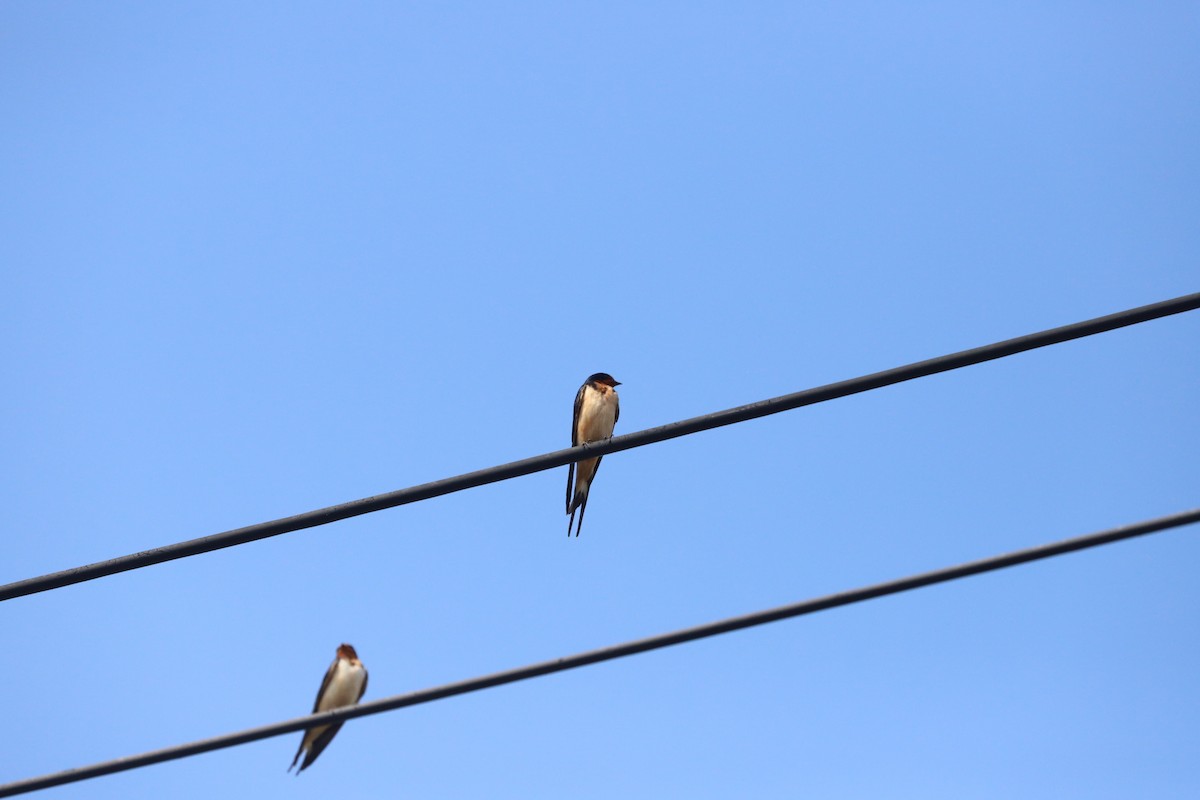 Barn Swallow - ML620092743