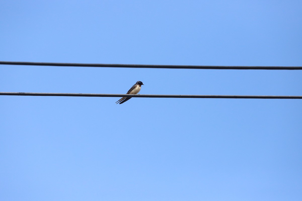 Barn Swallow - ML620092744