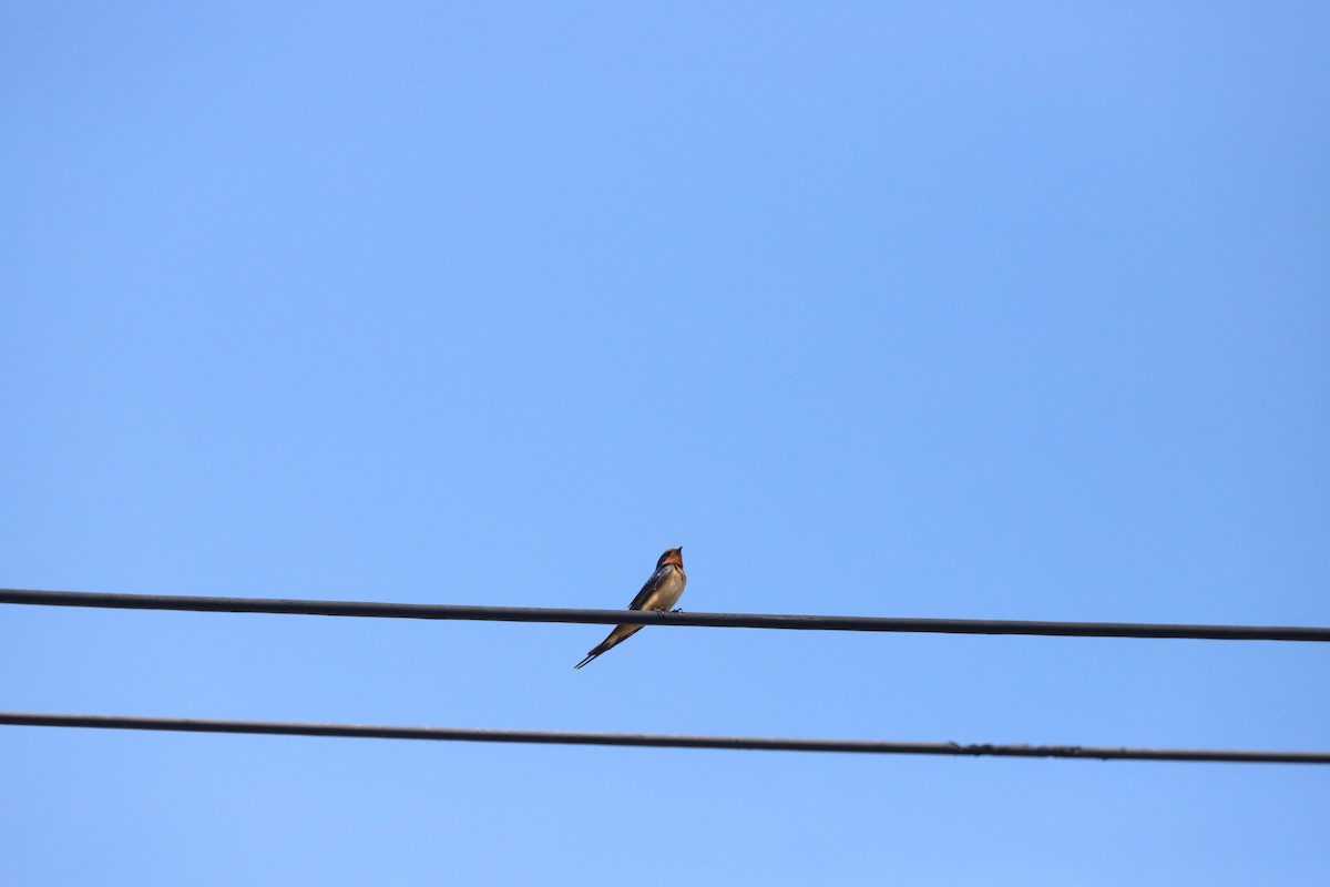 Golondrina Común - ML620092745