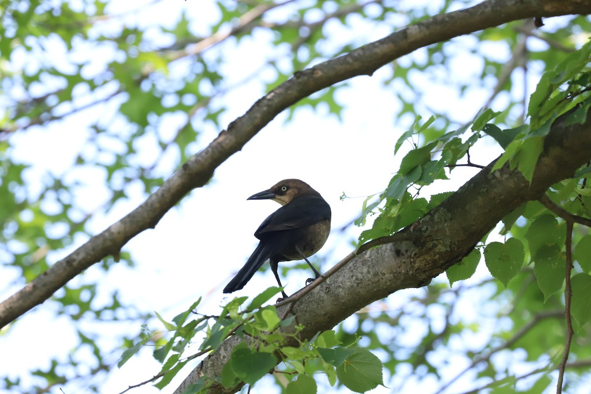 Boat-tailed Grackle - ML620092753