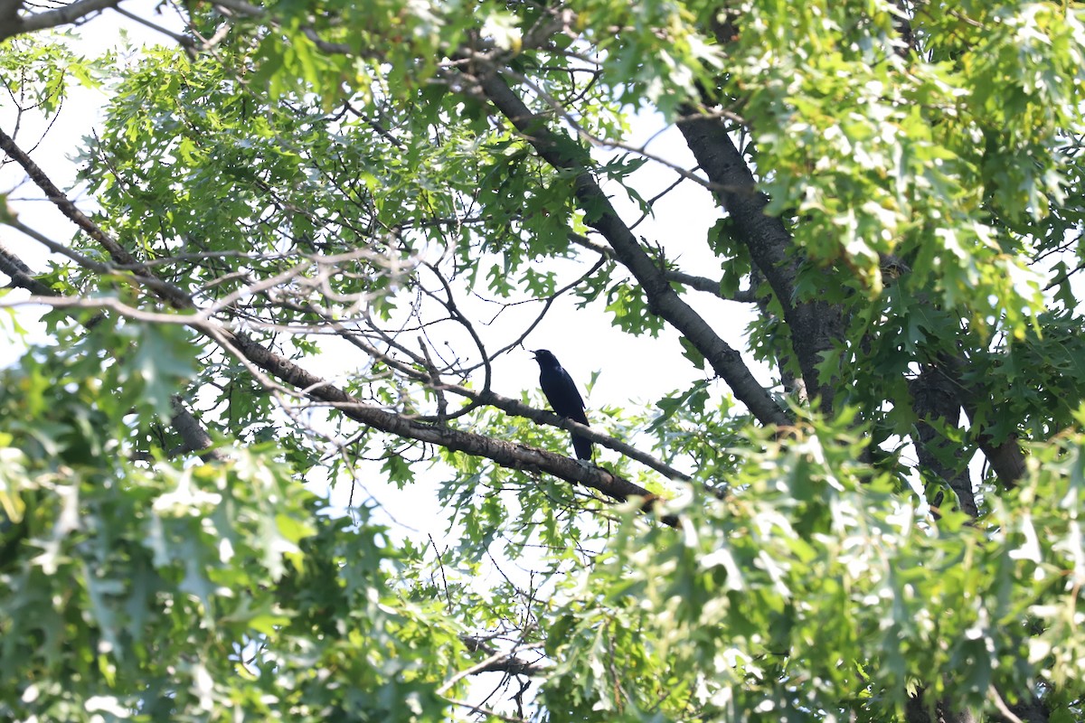 Boat-tailed Grackle - ML620092754