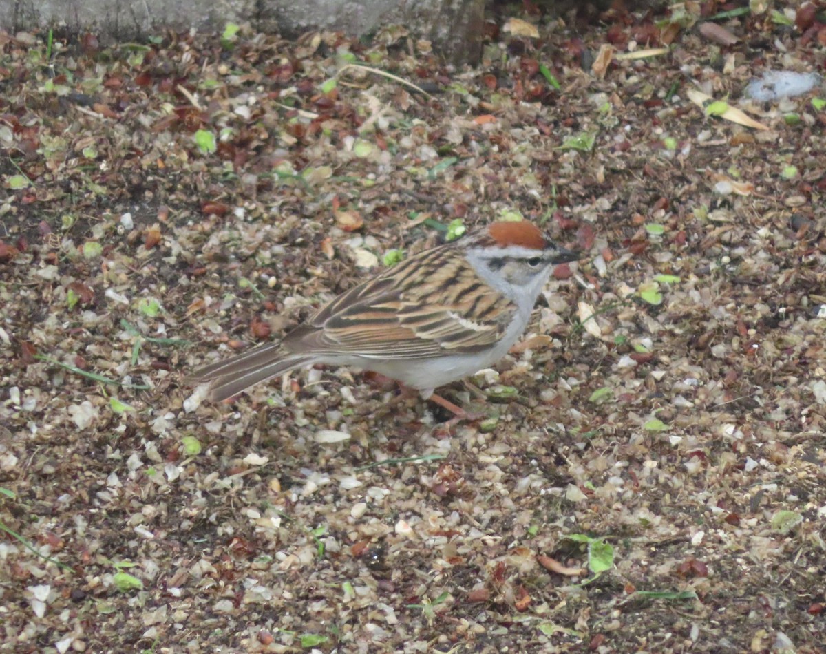 Chipping Sparrow - ML620092758