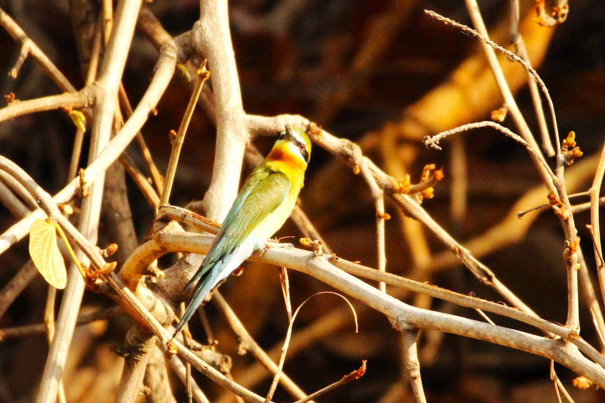 Blue-tailed Bee-eater - ML620092773