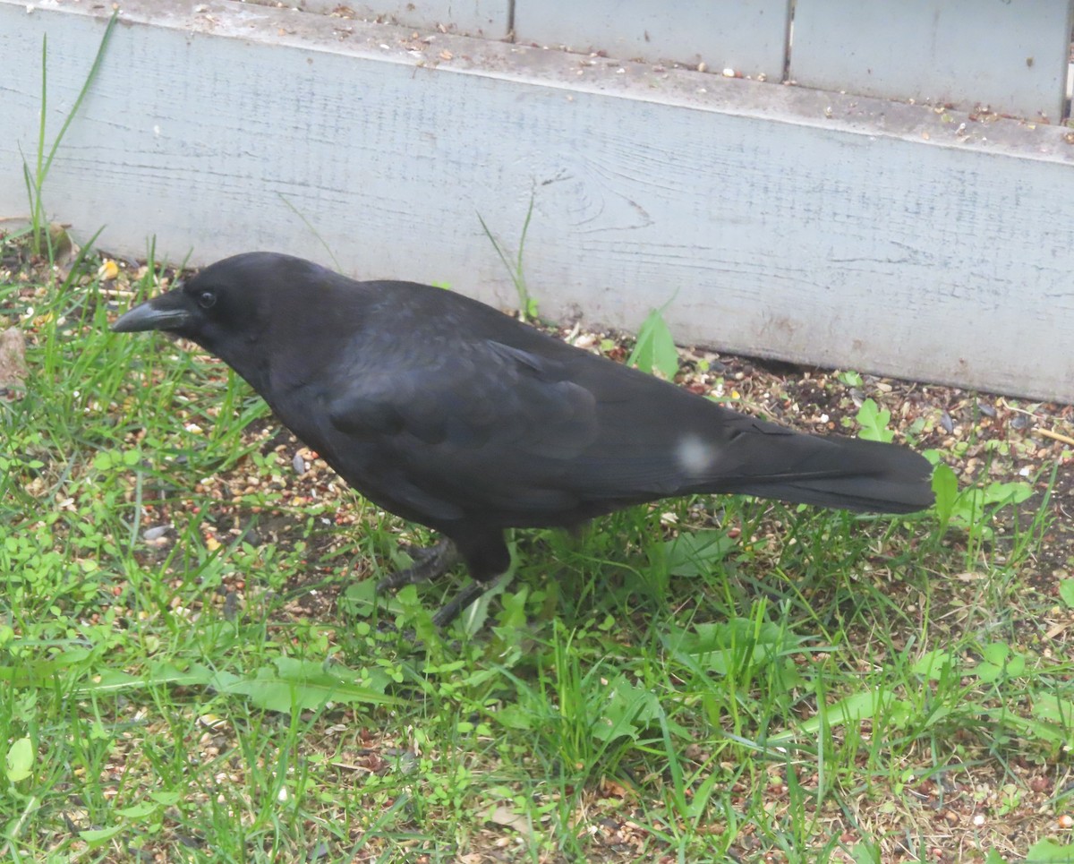 American Crow - ML620092777