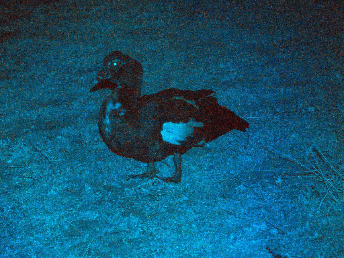 Muscovy Duck (Domestic type) - ML620092778