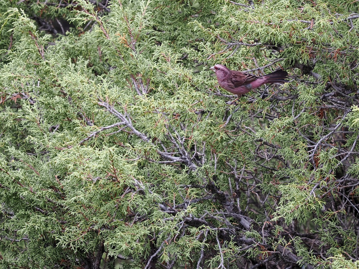 Red-mantled Rosefinch - ML620092791