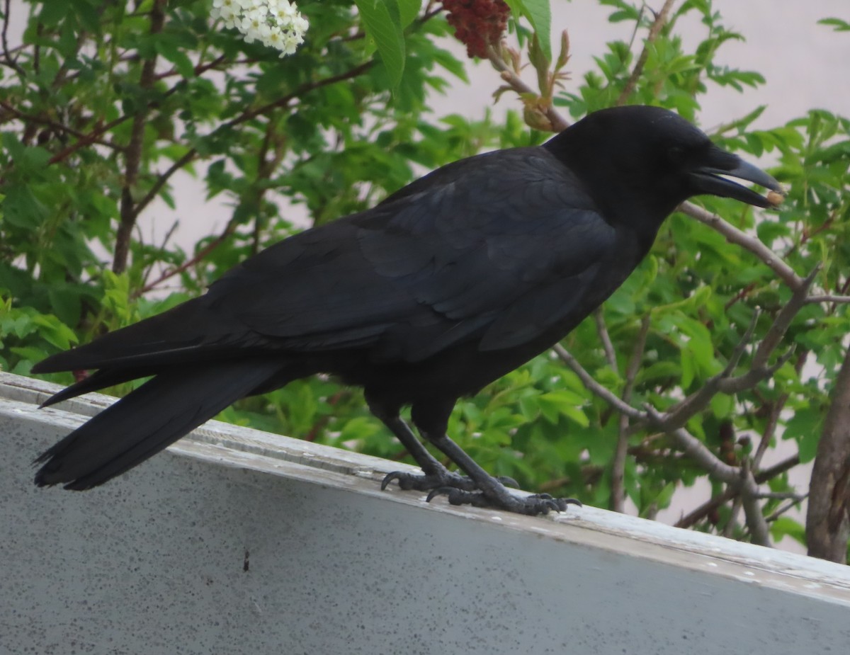 American Crow - ML620092806