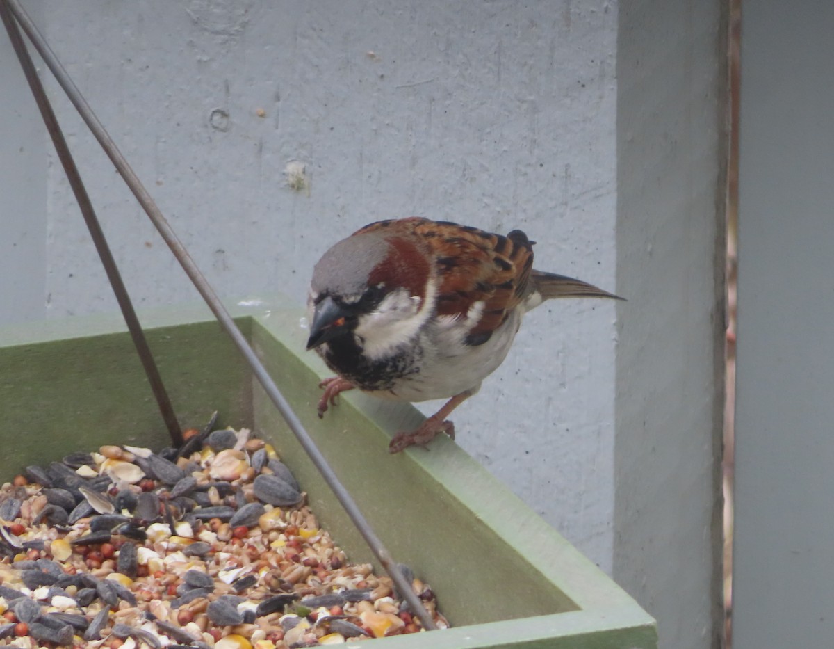 House Sparrow - ML620092817