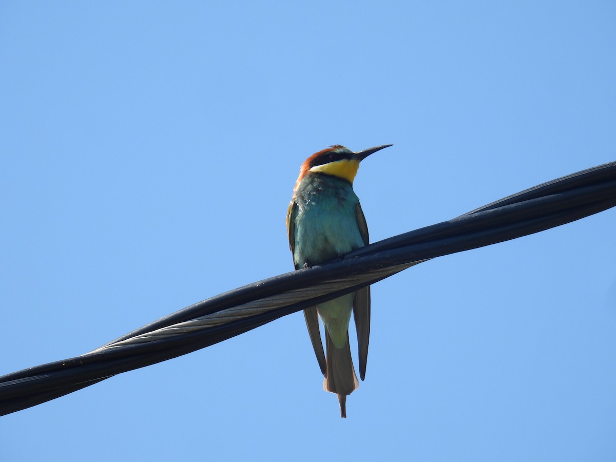 European Bee-eater - ML620092818