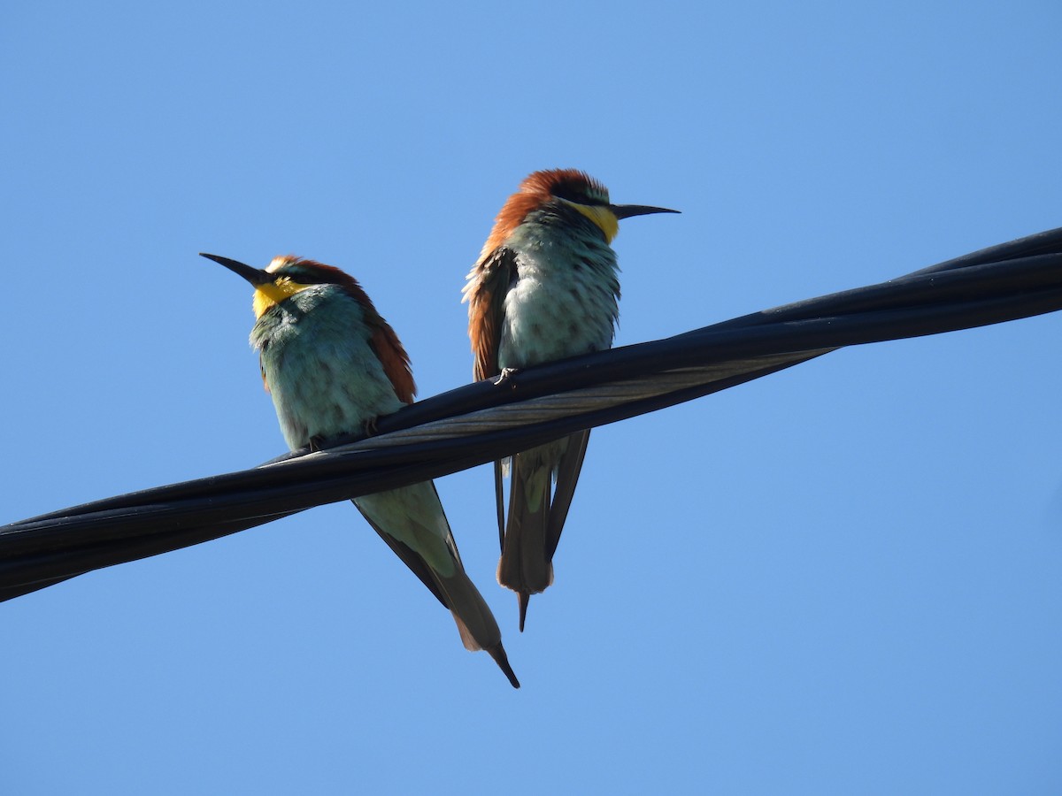 European Bee-eater - ML620092820