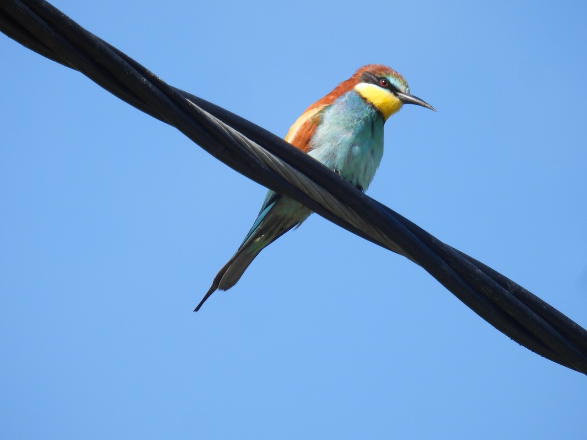 European Bee-eater - ML620092821