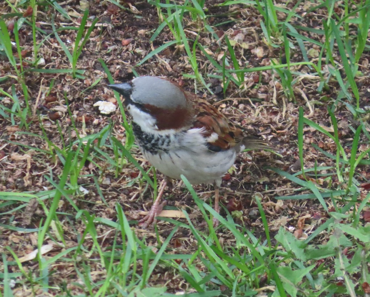 House Sparrow - ML620092823