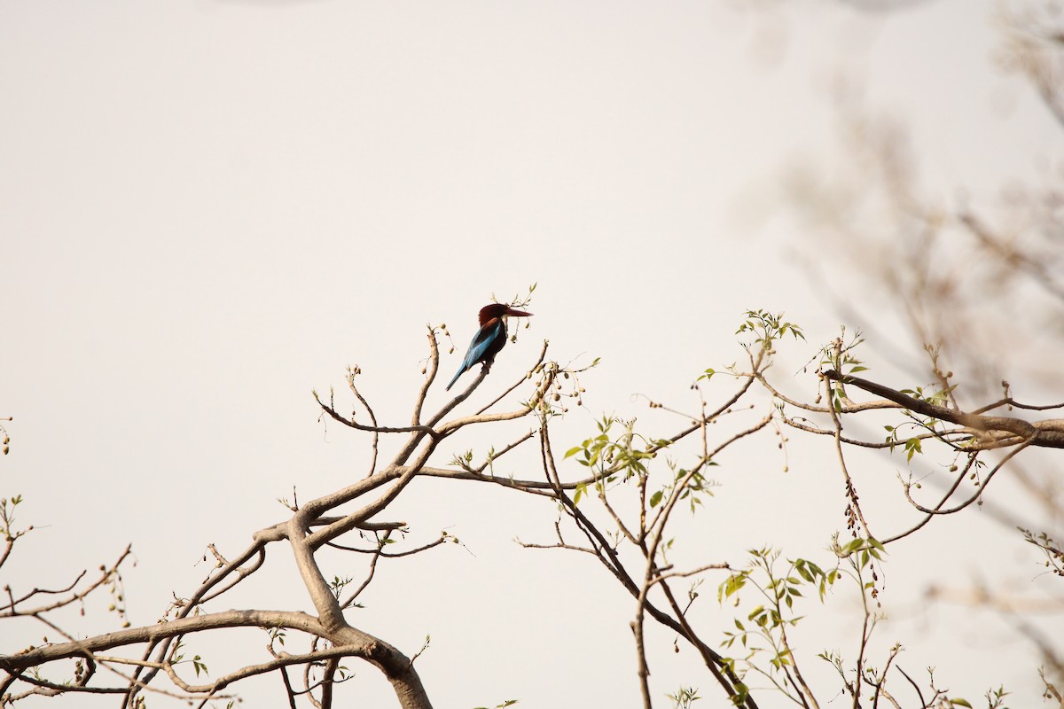 White-throated Kingfisher - ML620092825