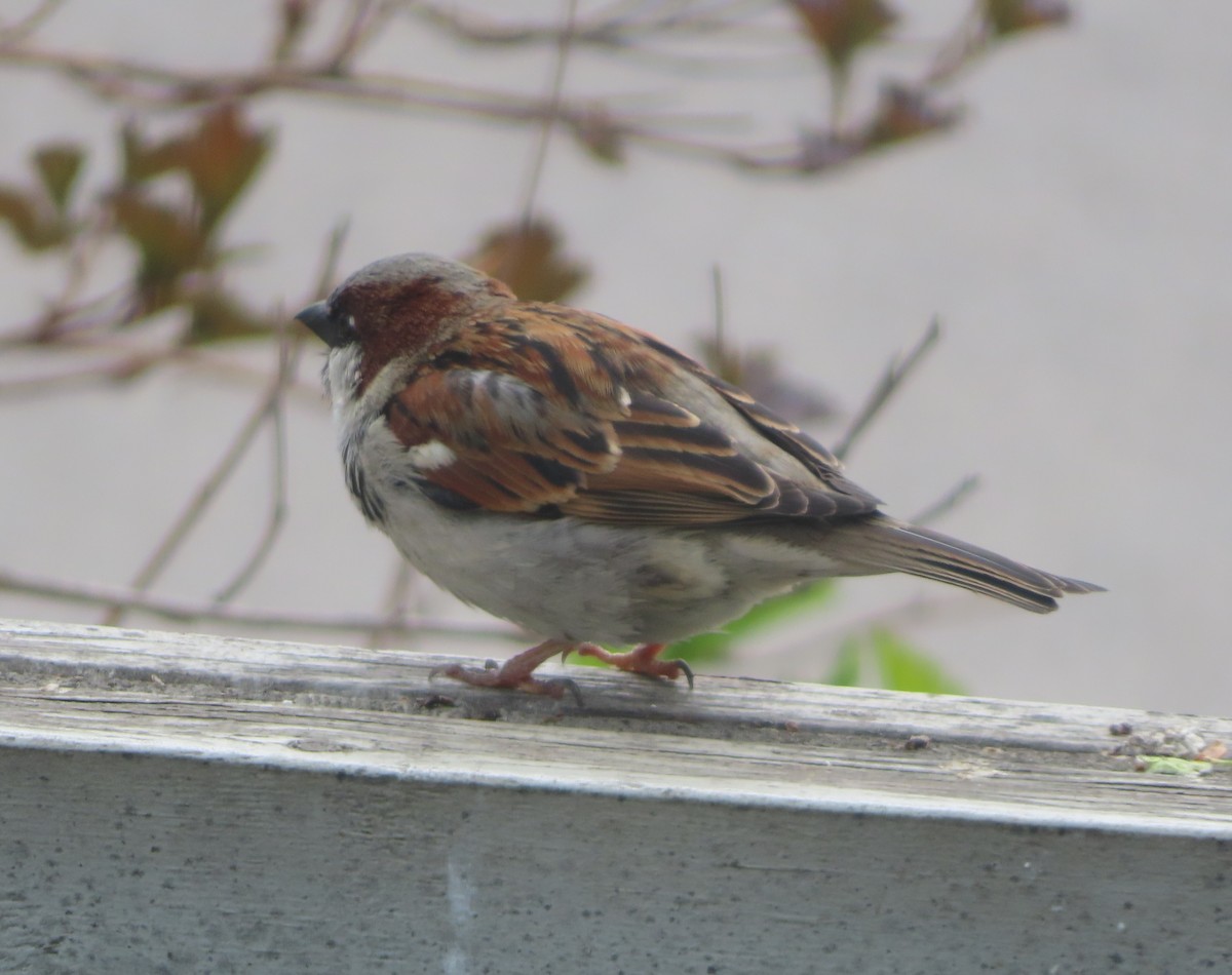 House Sparrow - ML620092826